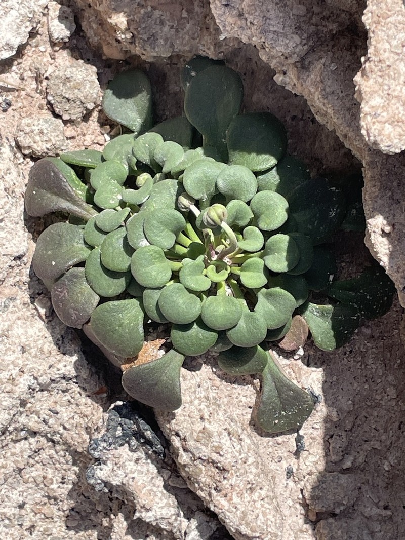 Bellium crassifolium photo 2