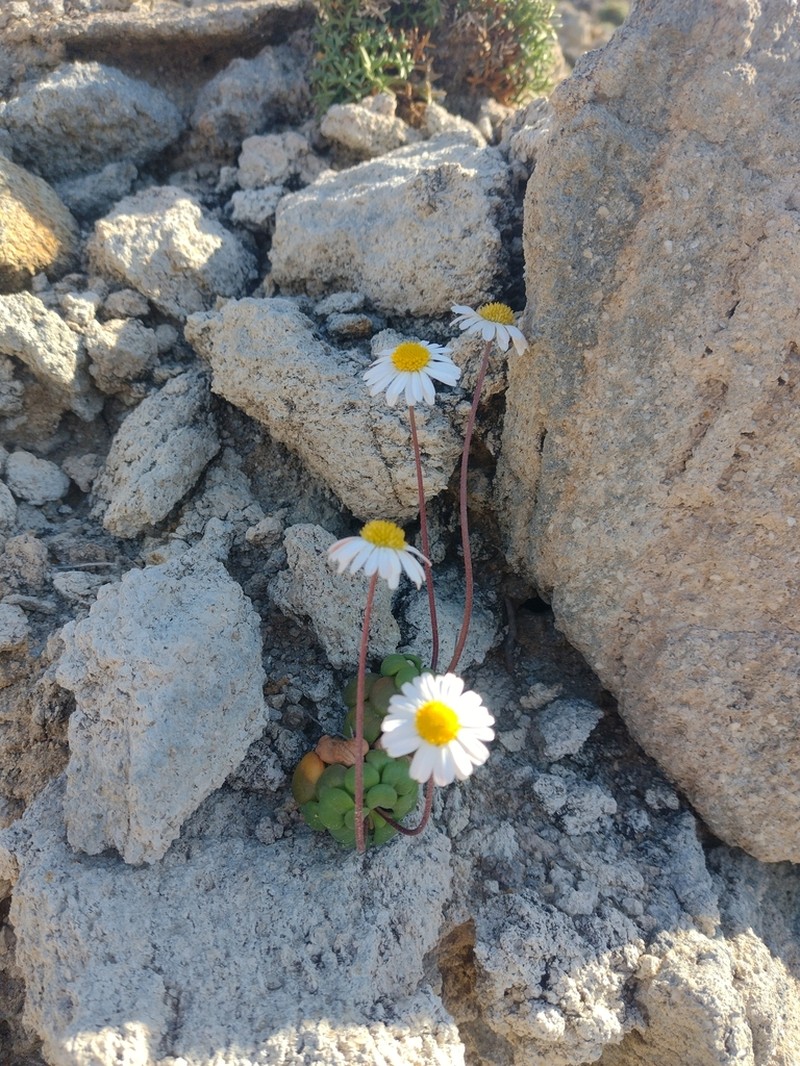 Bellium crassifolium photo 3