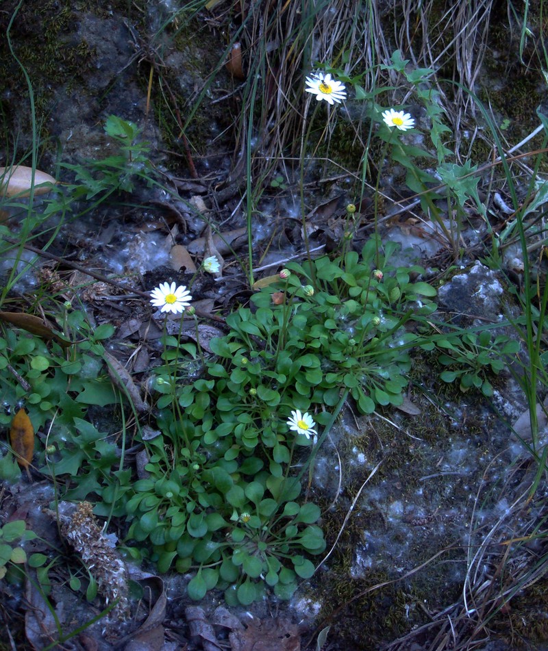 Bellium crassifolium photo 4