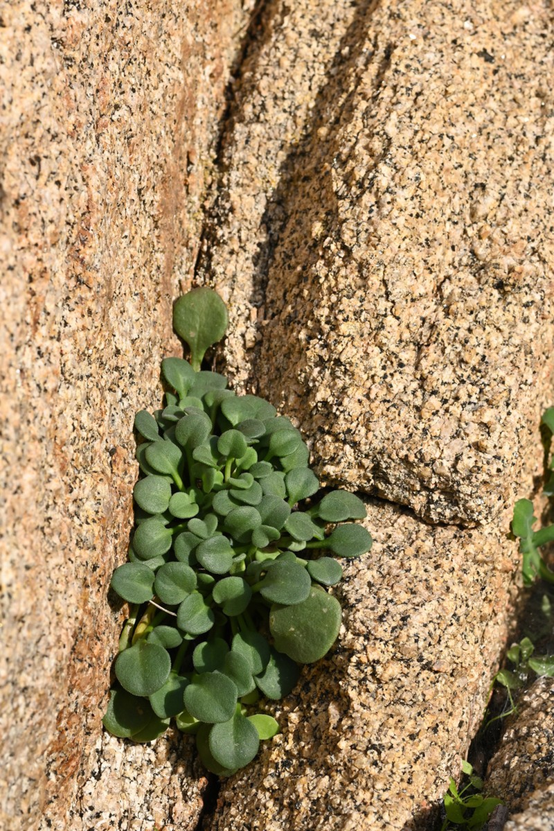 Bellium crassifolium photo 5