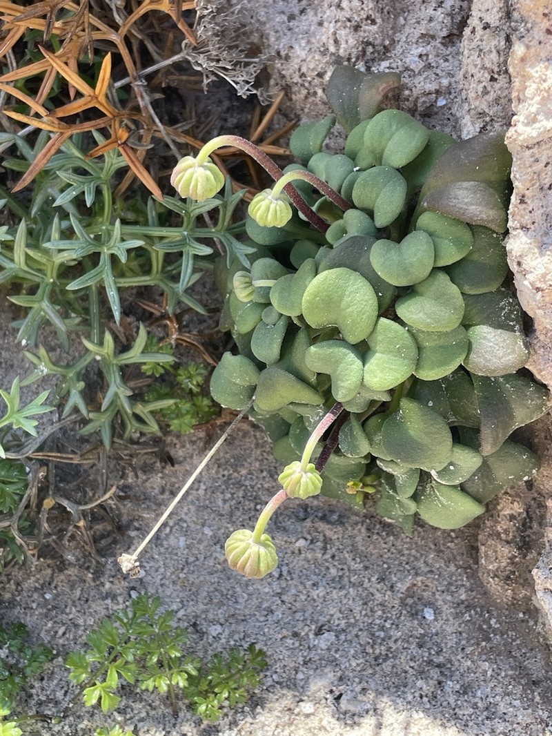 Bellium crassifolium photo 6