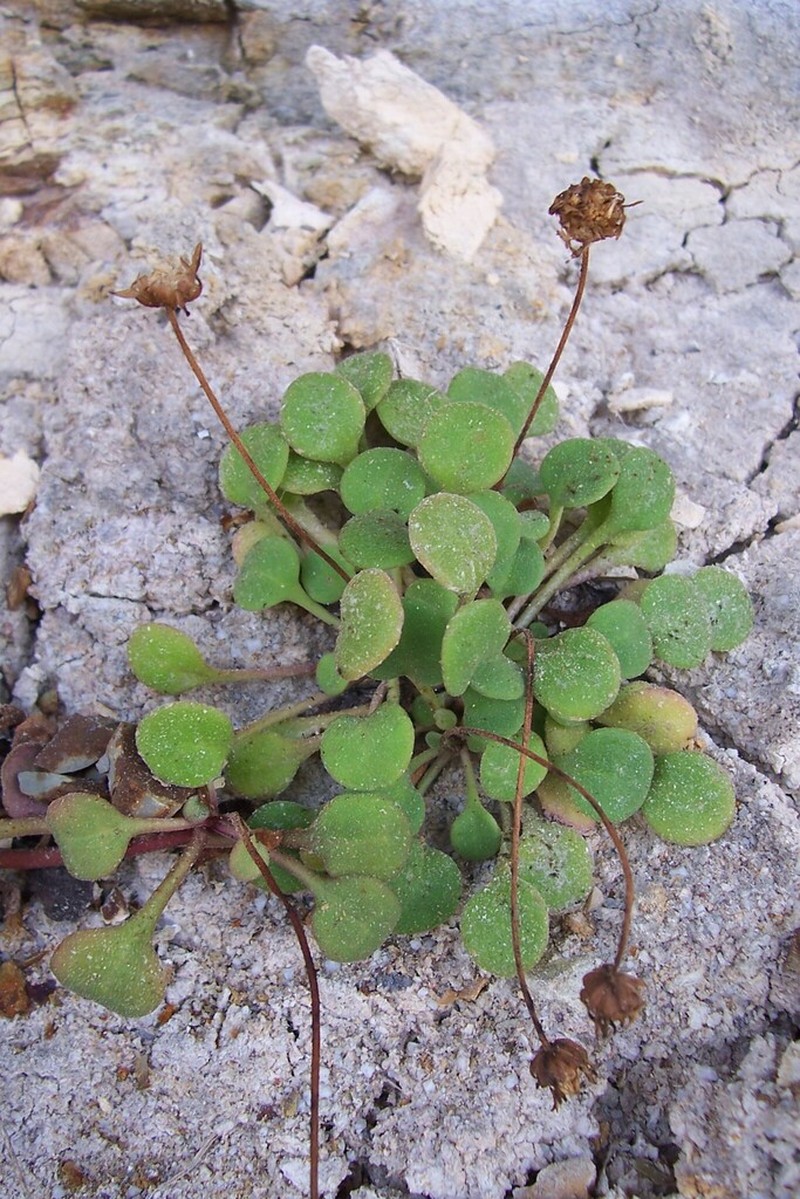 Bellium crassifolium photo 7