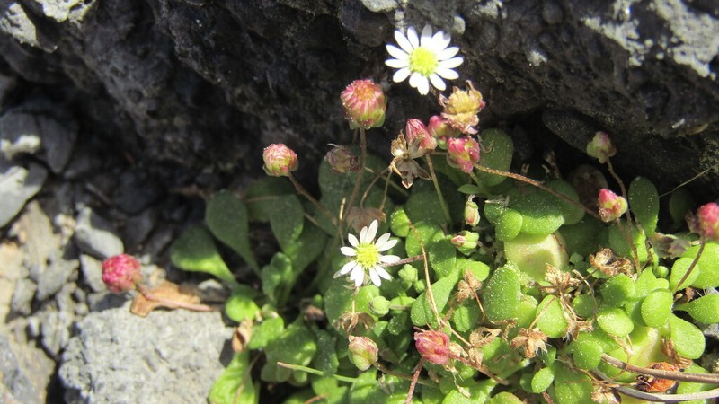 Bellium minutum