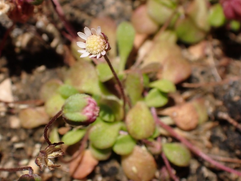 Bellium minutum photo 2