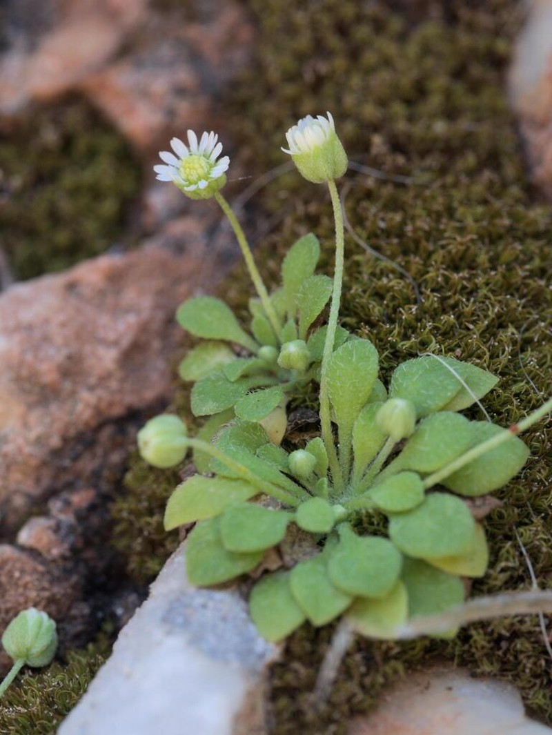 Bellium minutum photo 3