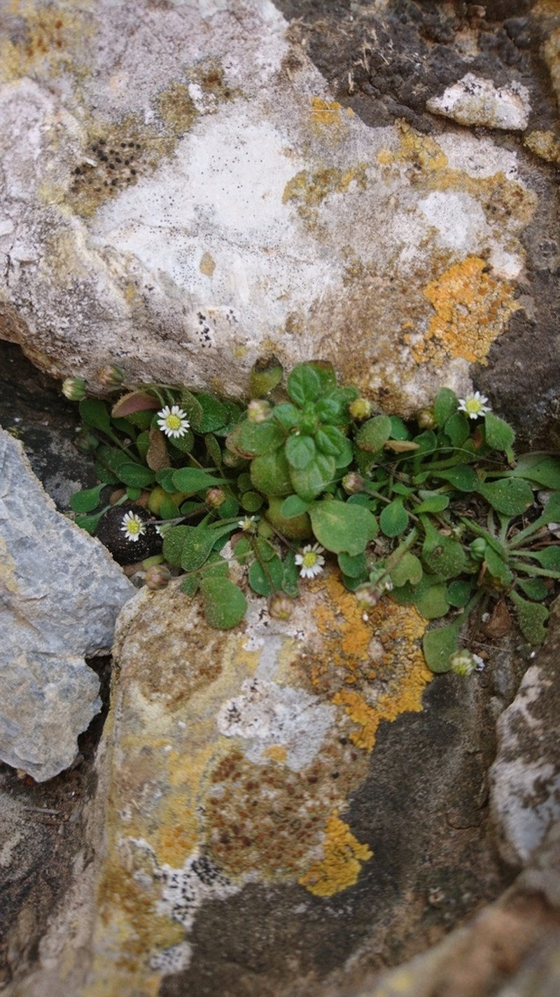 Bellium minutum photo 4