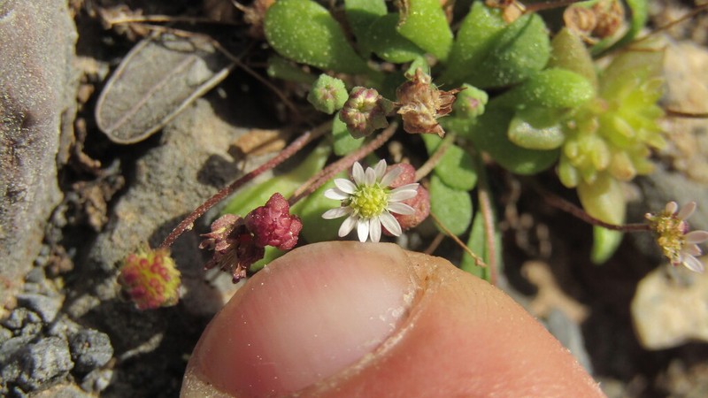 Bellium minutum photo 5