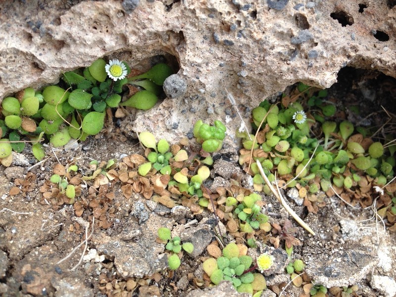 Bellium minutum photo 6