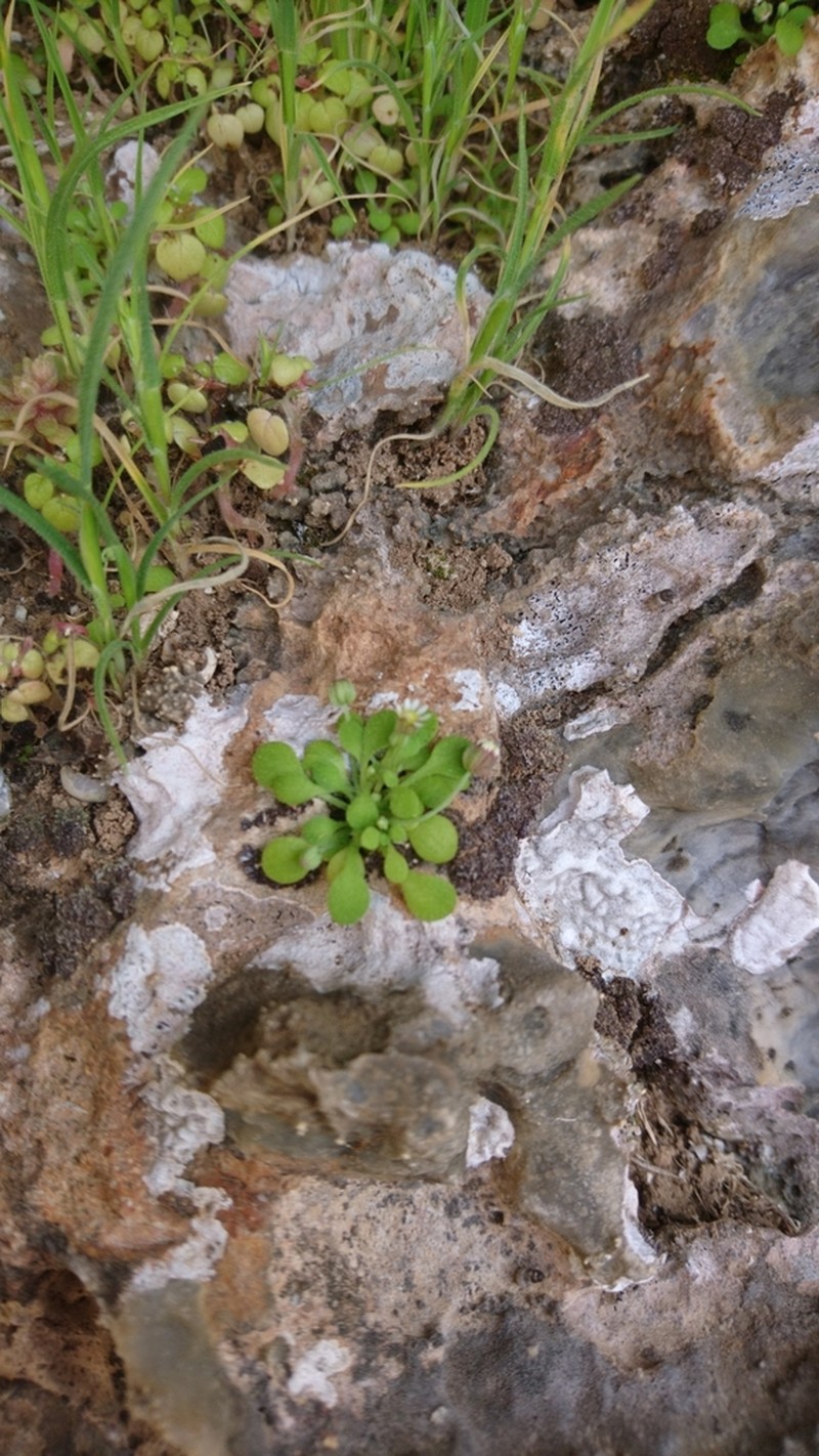Bellium minutum photo 7