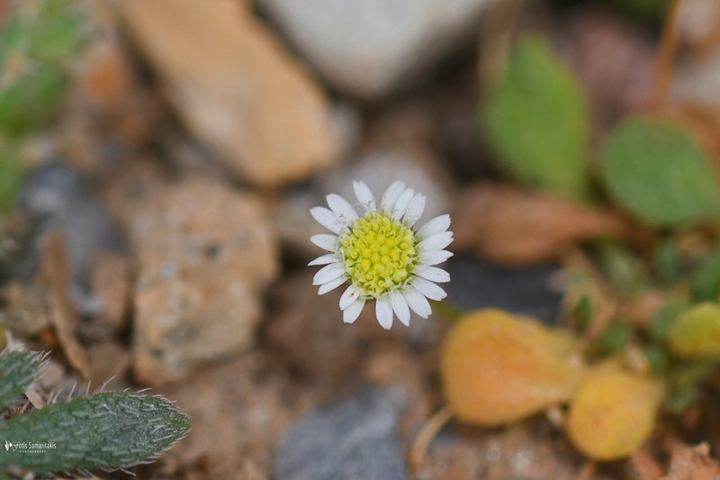 Bellium minutum photo 8