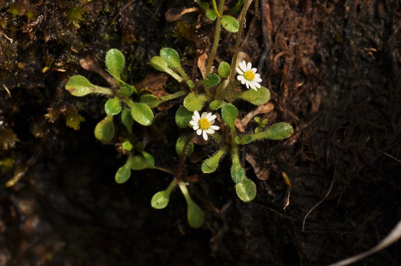 Bellium nivale
