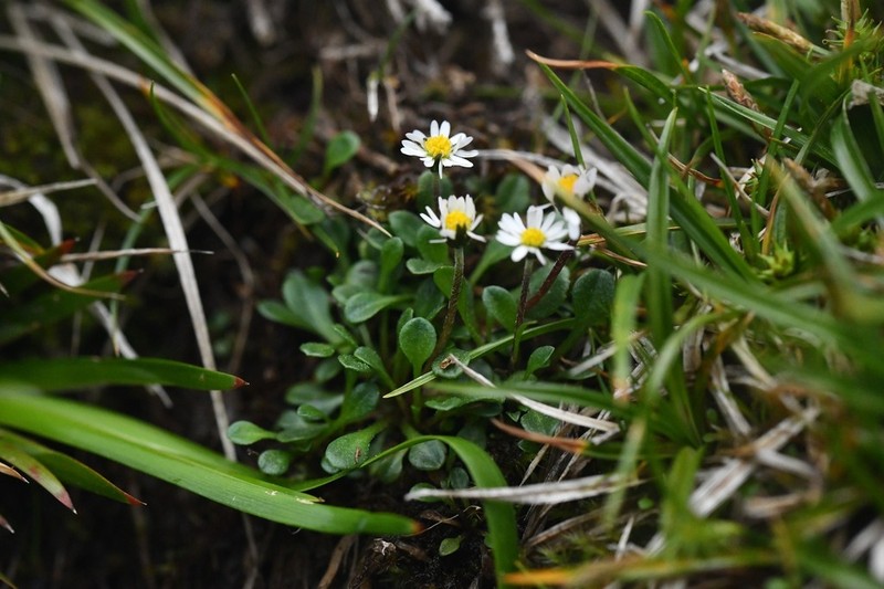 Bellium nivale photo 2
