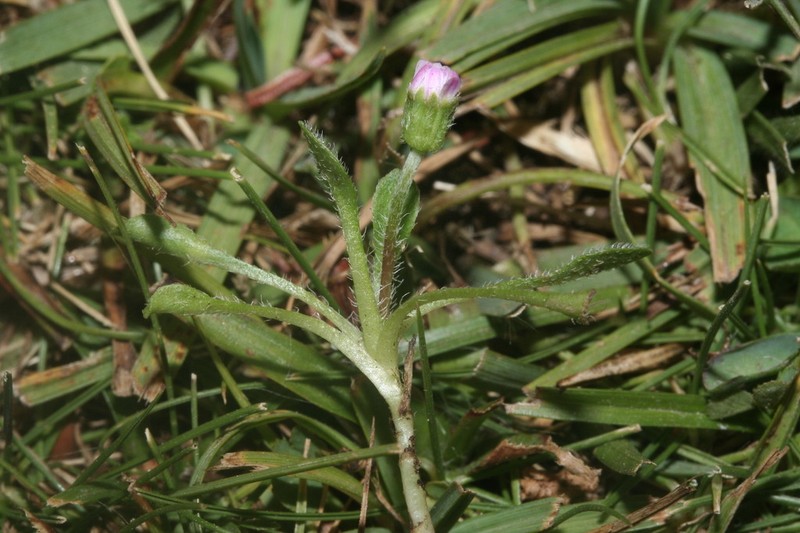 Bellium nivale photo 3