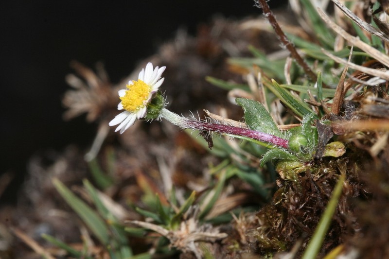 Bellium nivale photo 4