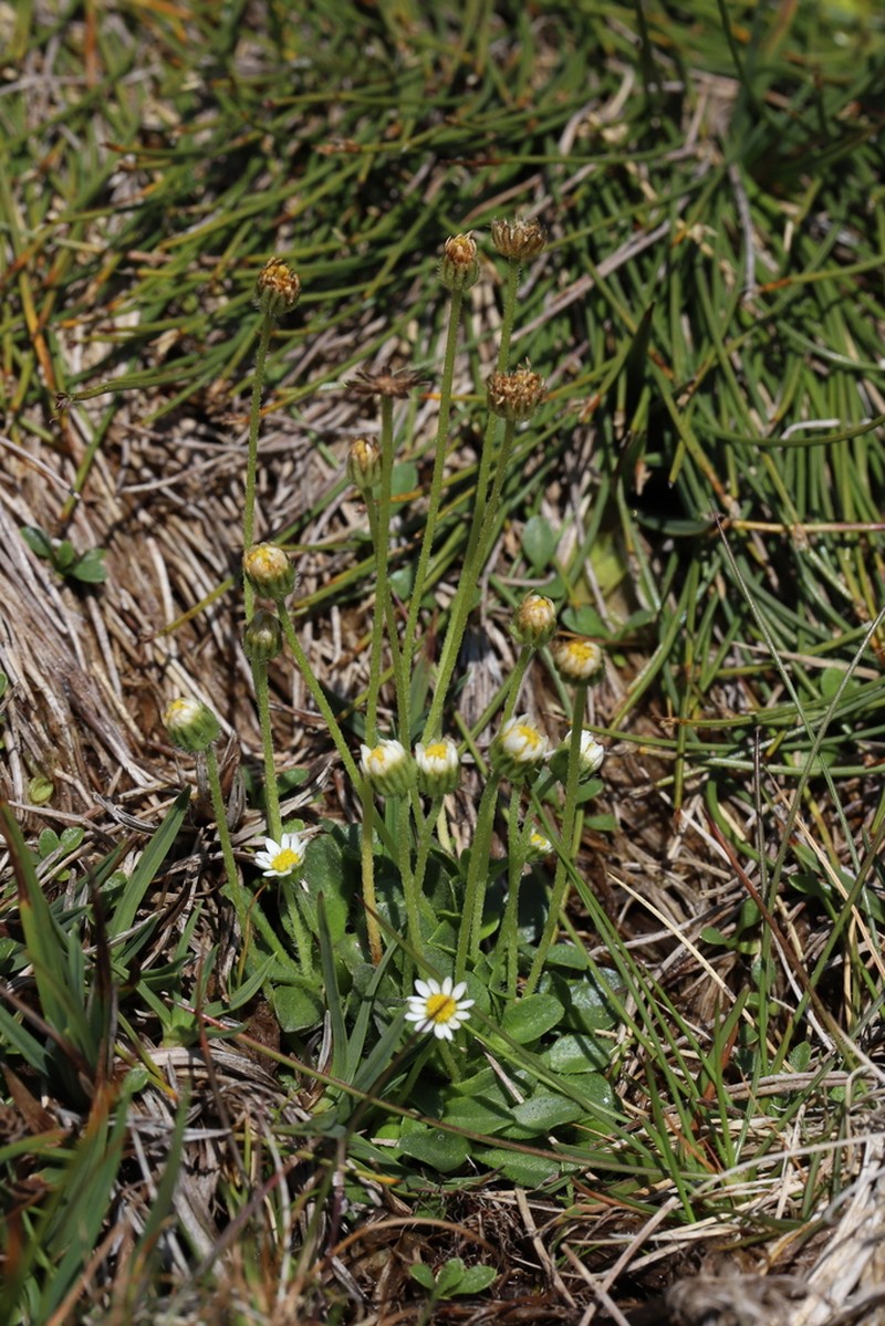 Bellium nivale photo 5