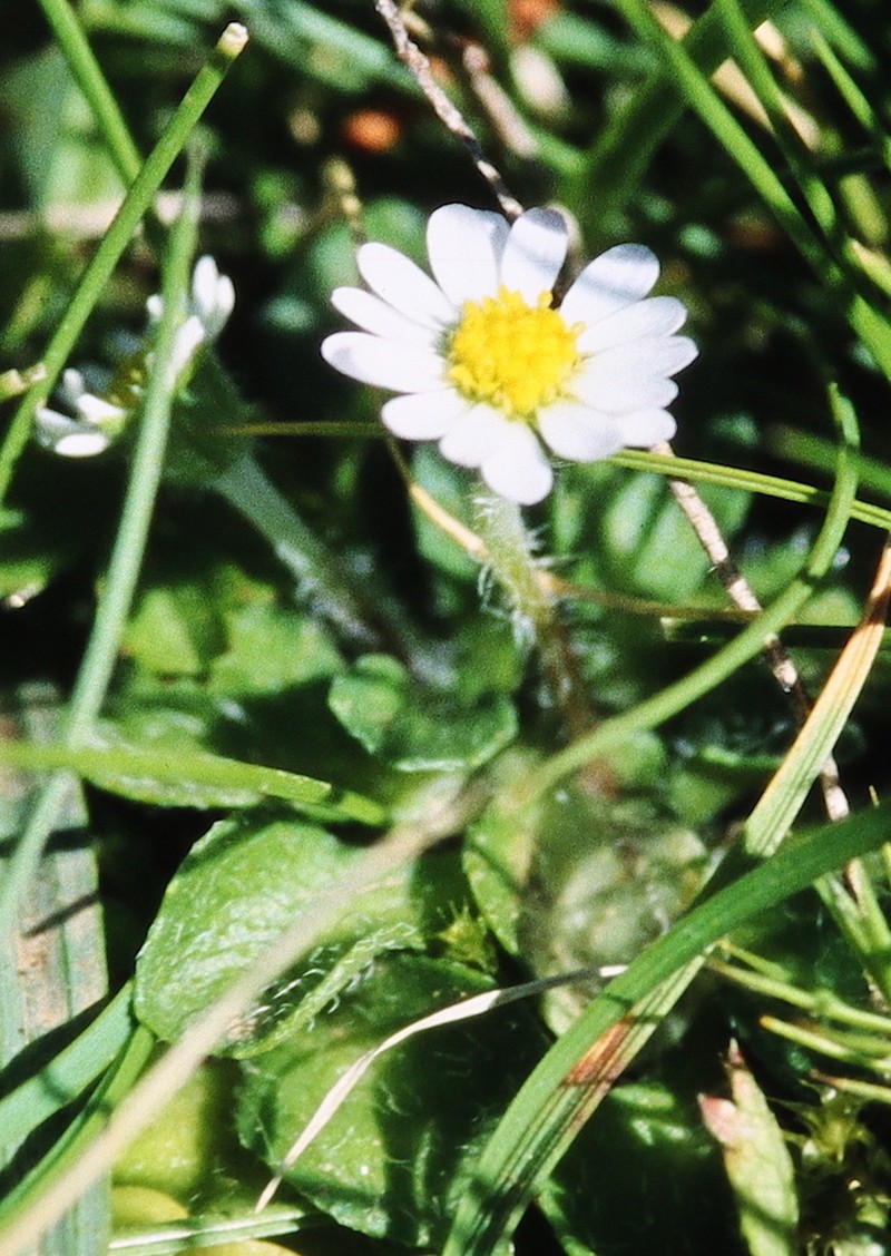 Bellium nivale photo 6