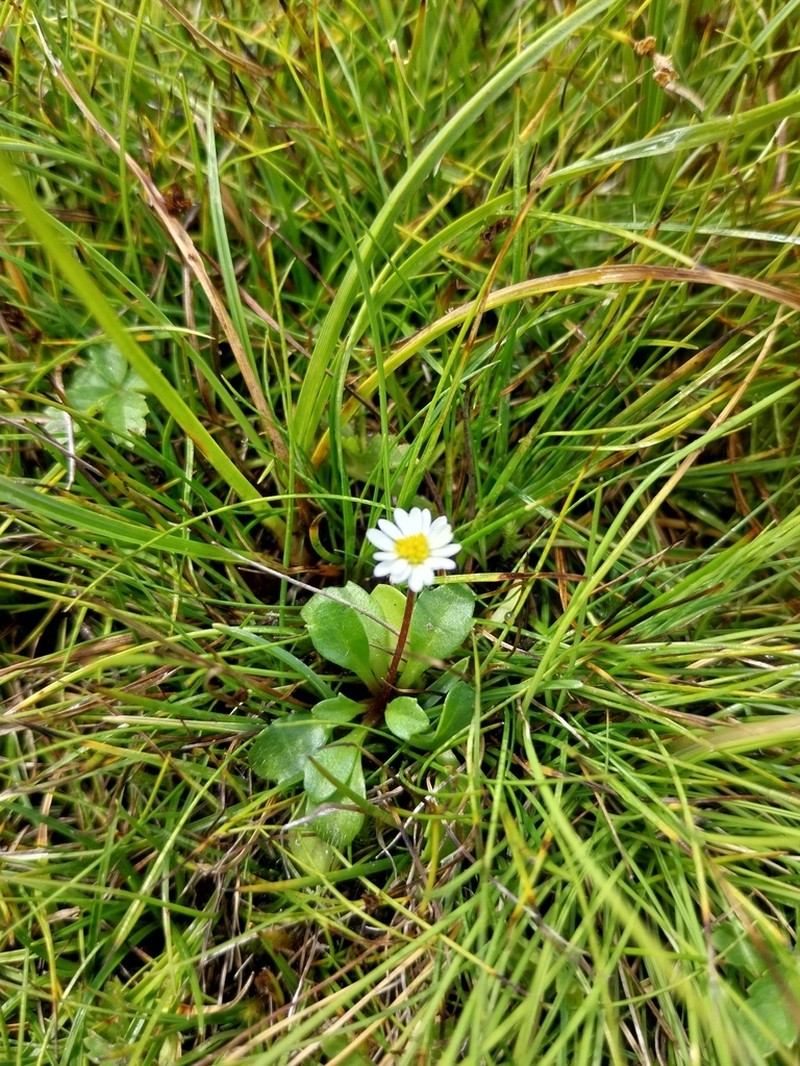 Bellium nivale photo 7