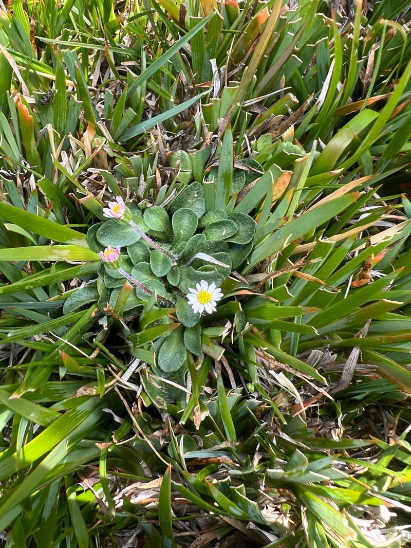 Bellium nivale photo 8