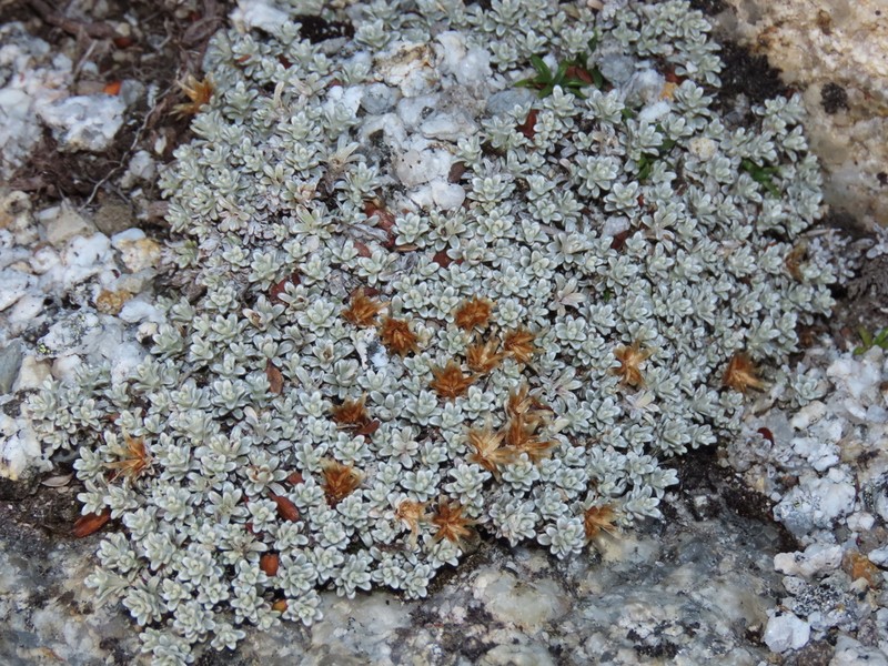 Belloa chilensis
