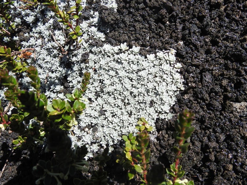 Belloa chilensis photo 2