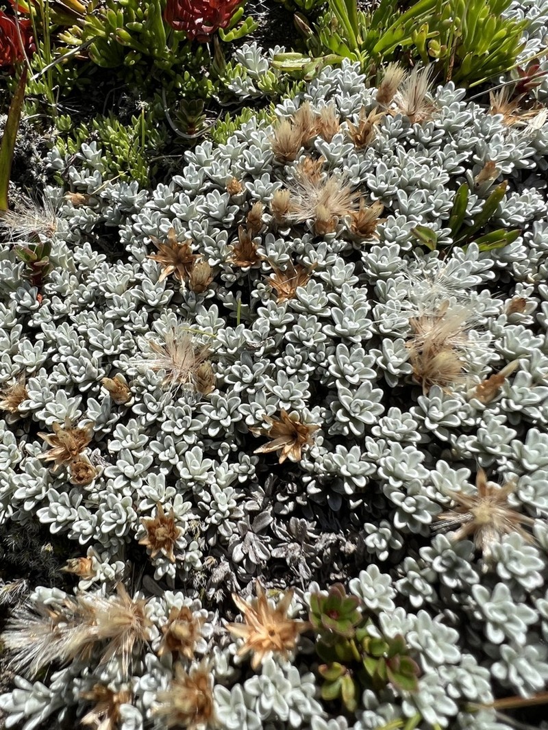 Belloa chilensis photo 3