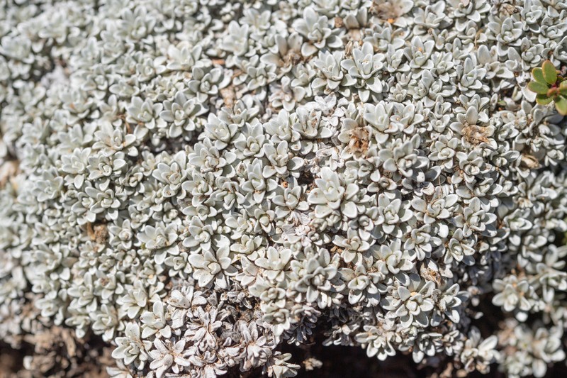 Belloa chilensis photo 5