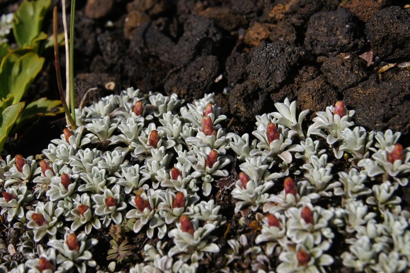 Belloa chilensis photo 6