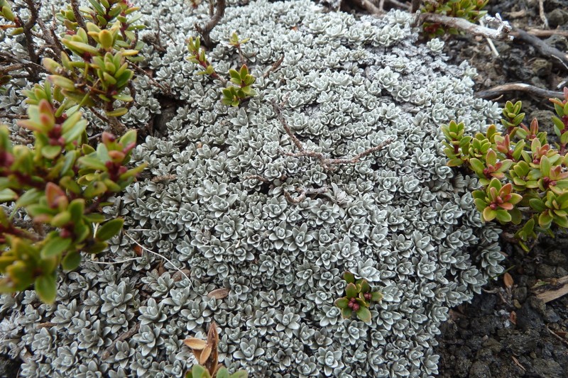 Belloa chilensis photo 7