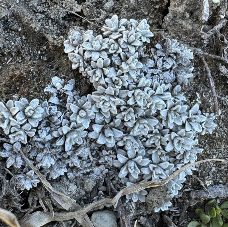 Belloa chilensis photo 8