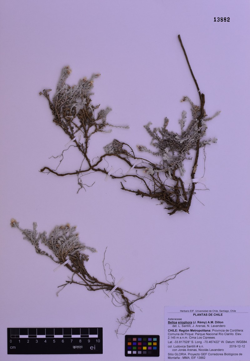 Belloa eriophora