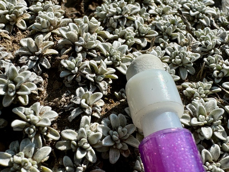 Belloa nivea photo 6