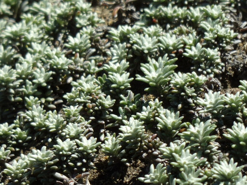 Belloa nivea photo 8