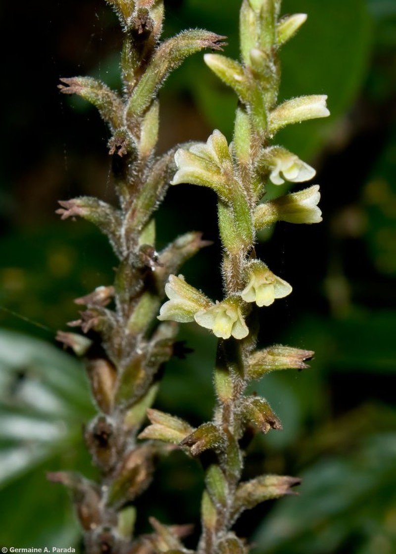 Beloglottis boliviensis