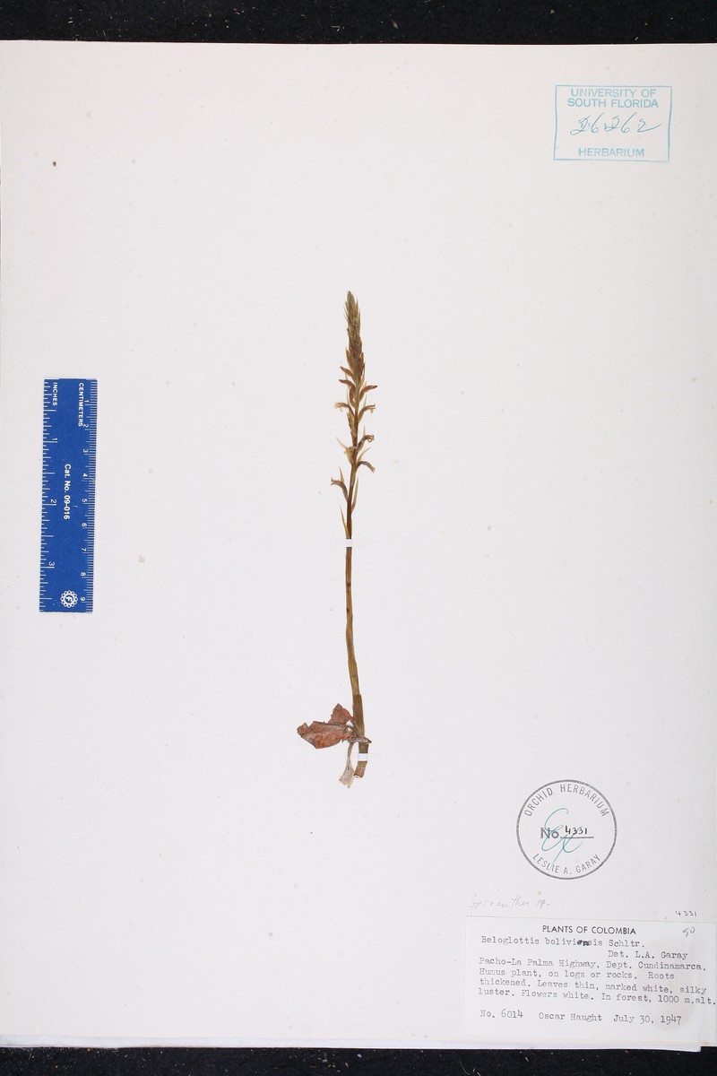 Beloglottis boliviensis photo 2