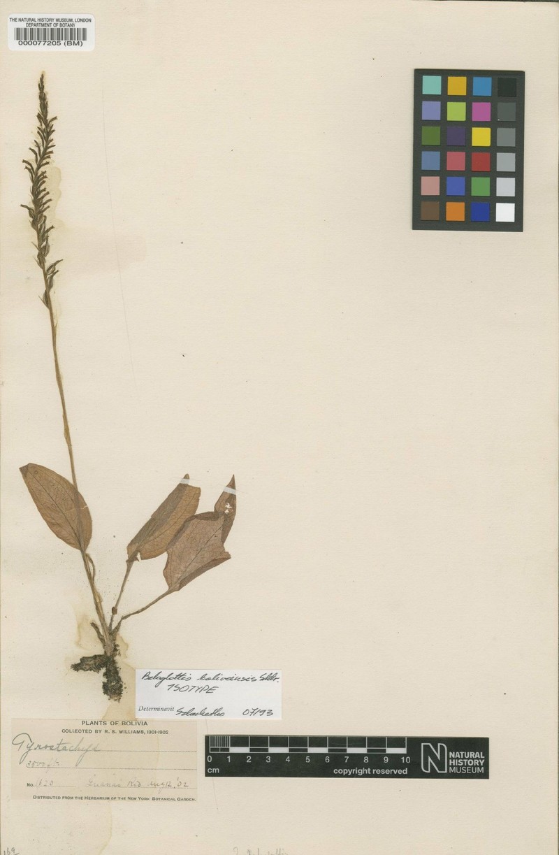 Beloglottis boliviensis photo 3