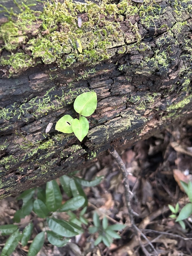 Costa Rican Lady'S Tresses photo 2