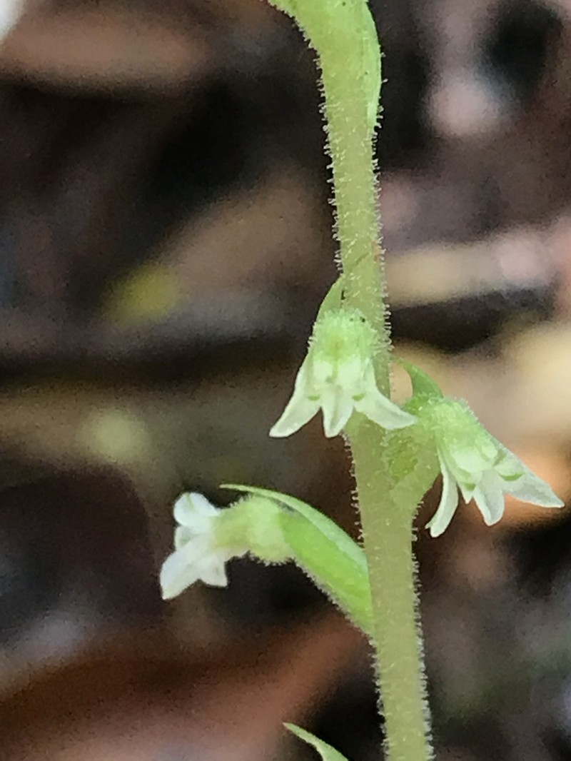 Costa Rican Lady'S Tresses photo 3