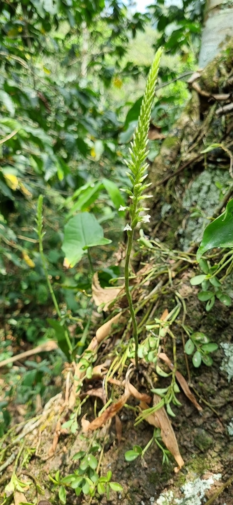 Costa Rican Lady'S Tresses photo 4