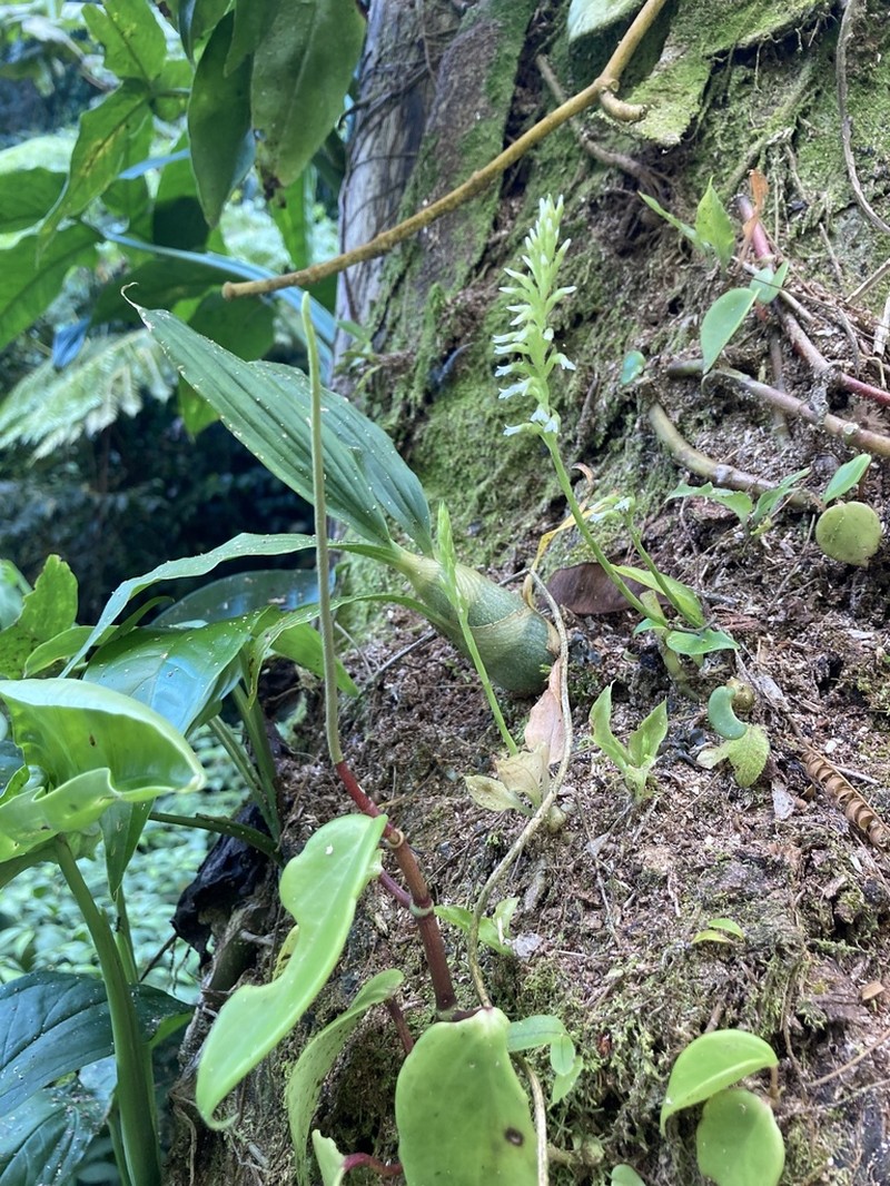 Costa Rican Lady'S Tresses photo 5