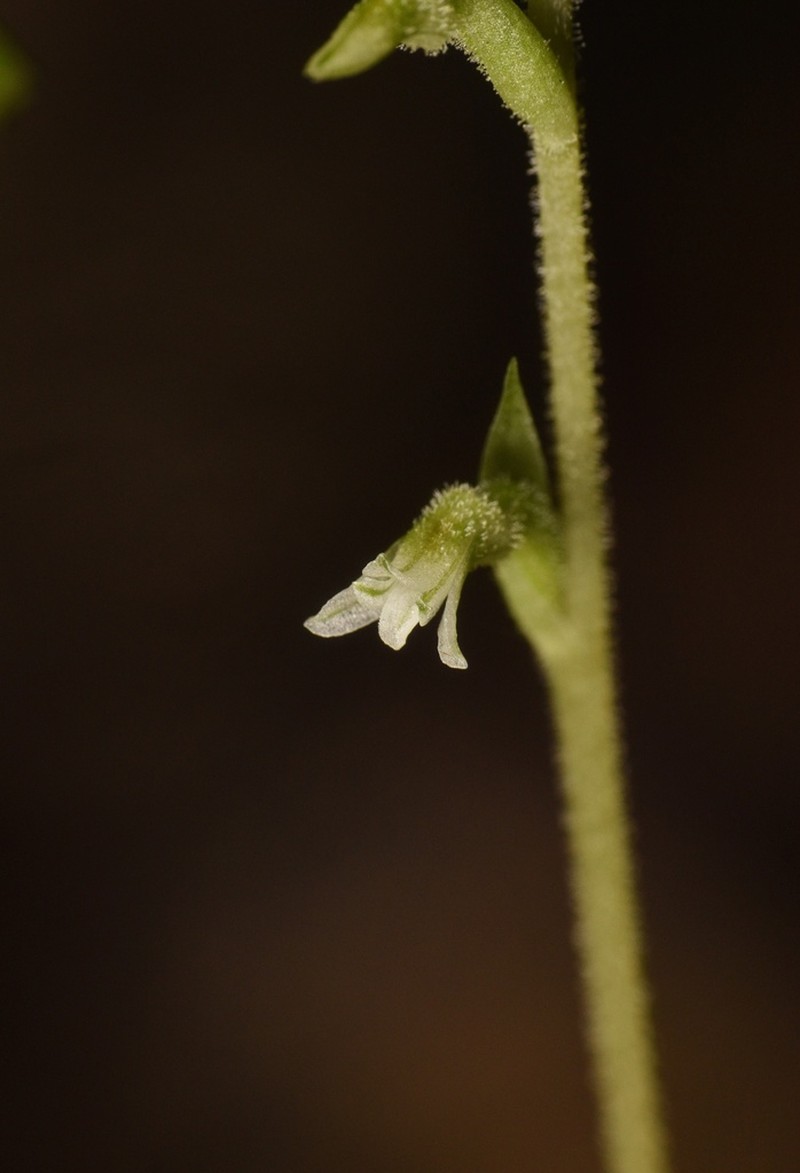 Costa Rican Lady'S Tresses photo 6