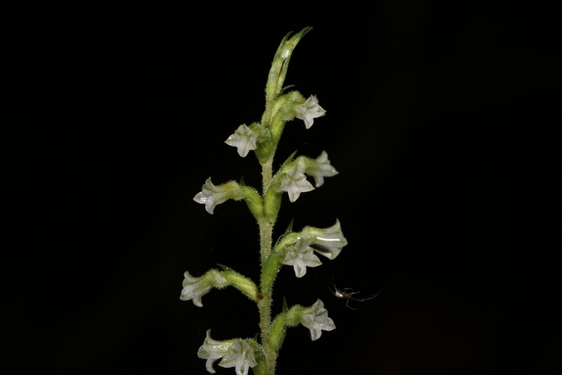 Costa Rican Lady'S Tresses photo 7