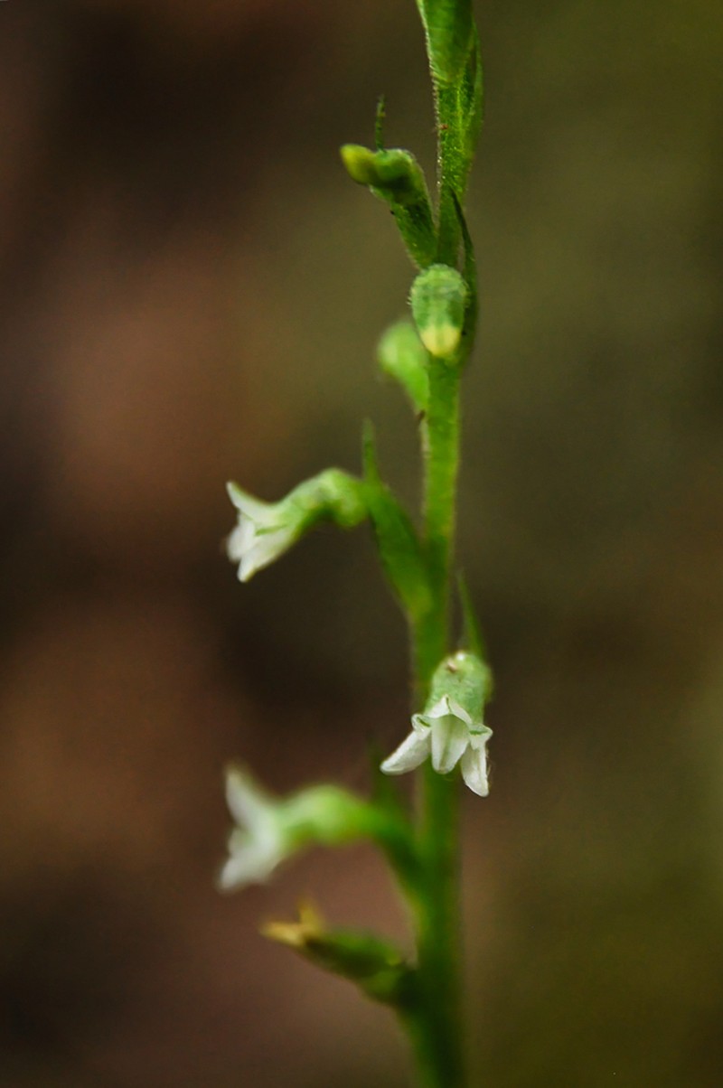 Beloglottis hameri