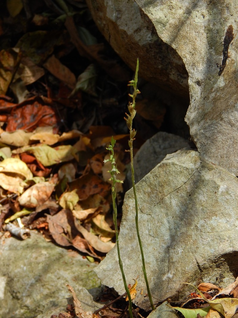 Beloglottis hameri photo 2