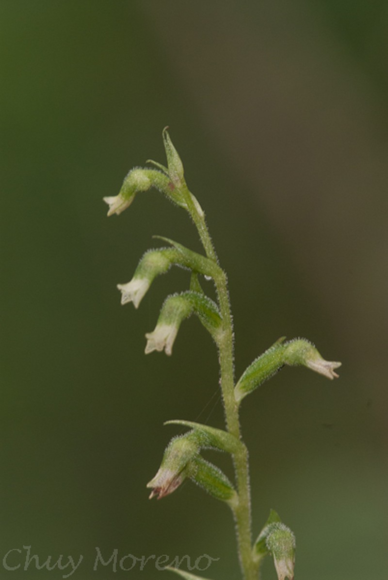Beloglottis hameri photo 3