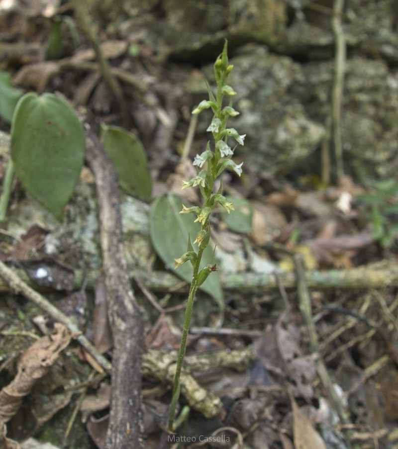 Beloglottis hameri photo 5