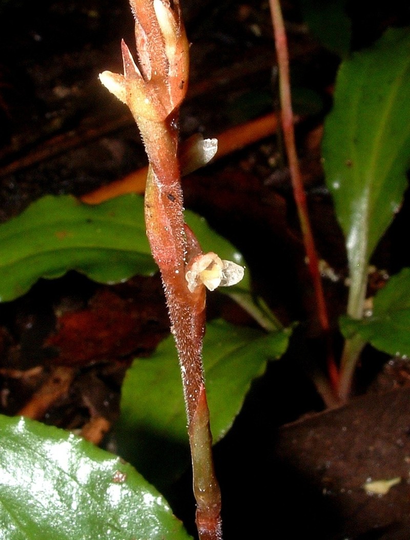 Beloglottis hameri photo 6