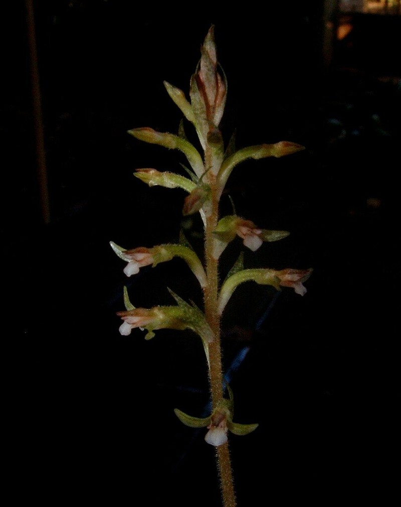 Beloglottis mexicana