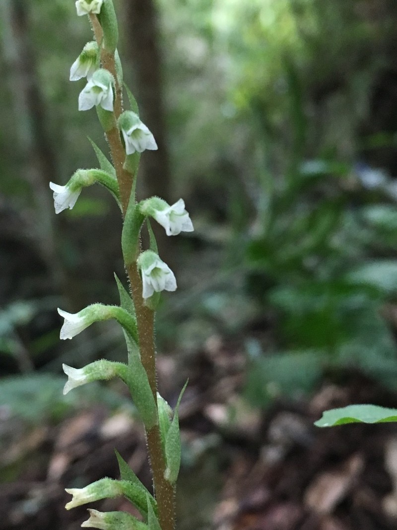 Beloglottis mexicana photo 2