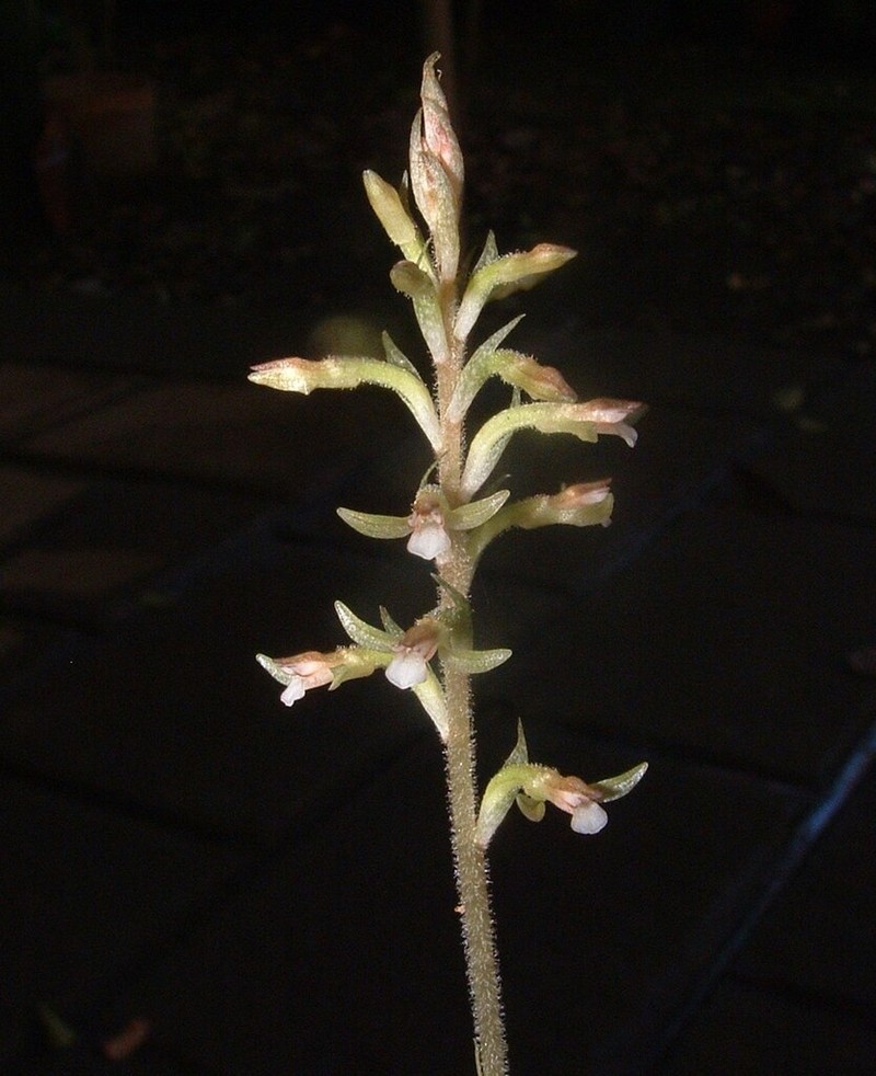 Beloglottis mexicana photo 3