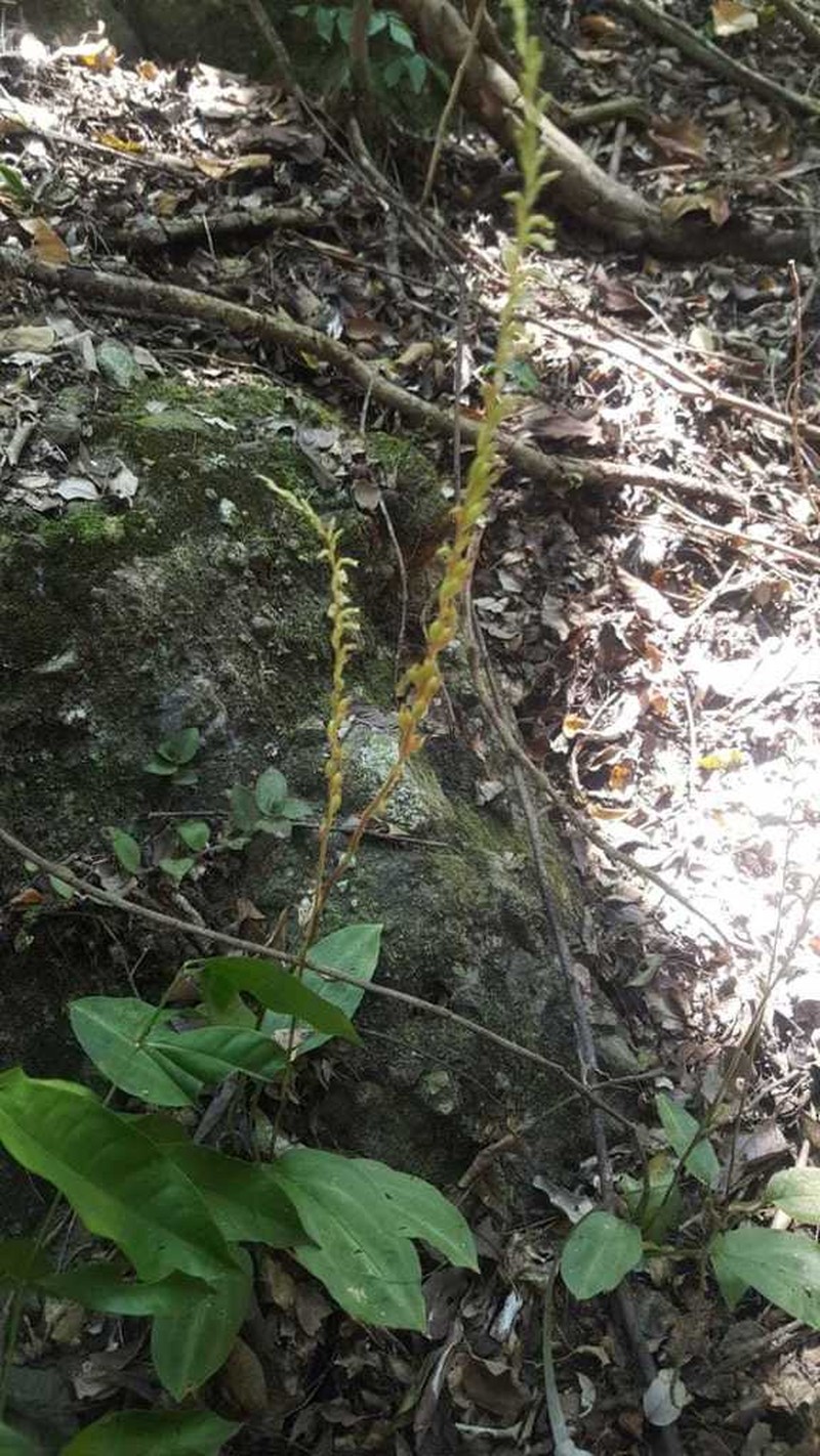 Beloglottis mexicana photo 4